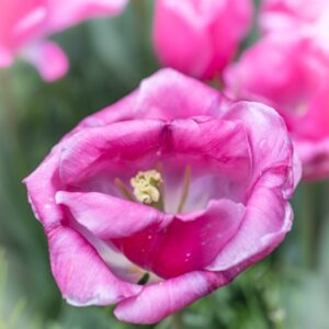 TULIPA CAROLA, TULIPANO CAROLA, GRUPPO TRIONFO, LILIACAEAE - 7488