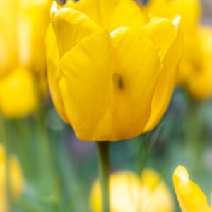 TULIPA CARACTERE, TULIPANO CARACTERE, GRUPPO TRIONFO, LILIACAEAE  - 7493