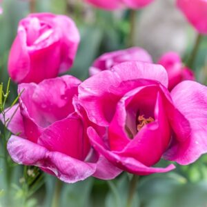 TULIPA CAROLA, TULIPANO CAROLA, GRUPPO TRIONFO, LILIACAEAE - 7489