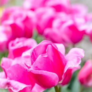 TULIPA CAROLA, TULIPANO CAROLA, GRUPPO TRIONFO, LILIACAEAE - 7490