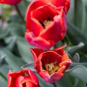 TULIPA COULEUR CARDINAL, TULIPANO COULEUR CARDINAL, GRUPPO TRIONFO, LILIACAEAE - 7485