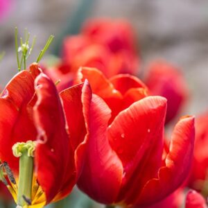 TULIPA COULEUR CARDINAL, TULIPANO COULEUR CARDINAL, GRUPPO TRIONFO, LILIACAEAE - 7486