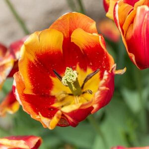 TULIPA DENMARK, TULIPANO DENMARK, GRUPPO TRIONFO, LILIACAEAE - 7481