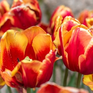 TULIPA DENMARK, TULIPANO DENMARK, GRUPPO TRIONFO, LILIACAEAE - 7482