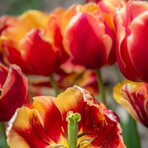 TULIPA DENMARK, TULIPANO DENMARK, GRUPPO TRIONFO, LILIACAEAE - 7483