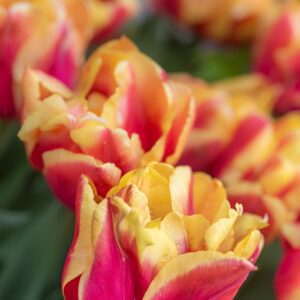 TULIPA DOUBLE FOCUS, TULIPANO DOUBLE FOCUS, GRUPPO DOPPIO, LILIACAEAE - 7570