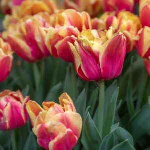 TULIPA DOUBLE FOCUS, TULIPANO DOUBLE FOCUS, GRUPPO DOPPIO, LILIACAEAE - 7572