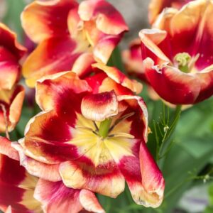 TULIPA DOW JONES, TULIPANO DOW JONES, GRUPPO TRIONFO, LILIACAEAE - 7478