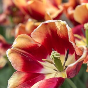 TULIPA DOW JONES, TULIPANO DOW JONES, GRUPPO TRIONFO, LILIACAEAE - 7479