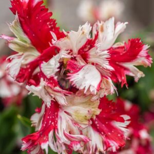 TULIPA ESTELLA TIJNVELD, TULIPANO ESTELLA TIJNVELD, GRUPPO PAPPAGALLO, LILIACAEAE - 7619