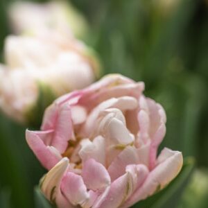 TULIPA FINOLA, TULIPANO FINOLA, GRUPPO DOPPIO, LILIACAEAE - 7574