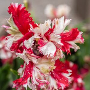 TULIPA ESTELLA TIJNVELD, TULIPANO ESTELLA TIJNVELD, GRUPPO PAPPAGALLO, LILIACAEAE - 7621