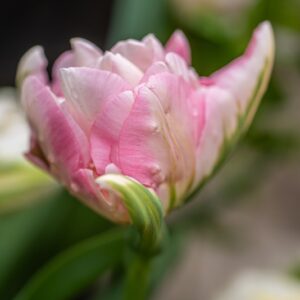 TULIPA FINOLA, TULIPANO FINOLA, GRUPPO DOPPIO, LILIACAEAE - 7575