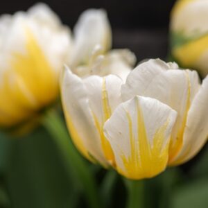 TULIPA FLAMING EVITA, TULIPANO FLAMING EVITA, GRUPPO DOPPIO, LILIACAEAE - 7577