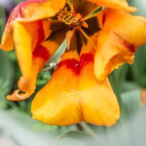 TULIPA FLAIR, TULIPANO FLAIR, GRUPPO SINGOLO, LILIACAEAE - 7663