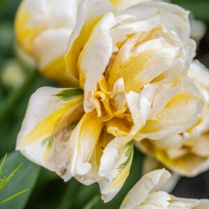 TULIPA FLAMING EVITA, TULIPANO FLAMING EVITA, GRUPPO DOPPIO, LILIACAEAE - 7579