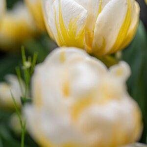 TULIPA FLAMING EVITA, TULIPANO FLAMING EVITA, GRUPPO DOPPIO, LILIACAEAE - 7578