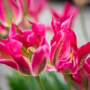 TULIPA FORMOSA, TULIPANO FORMOSA, GRUPPO VIRDIFLORA, LILIACAEAE - 7647
