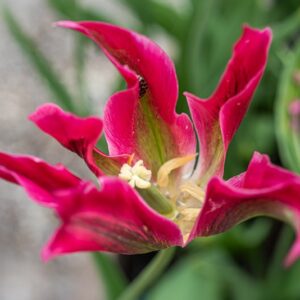 TULIPA FORMOSA, TULIPANO FORMOSA, GRUPPO VIRDIFLORA, LILIACAEAE - 7650