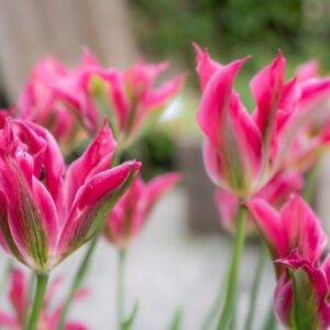 TULIPA FORMOSA, TULIPANO FORMOSA, GRUPPO VIRDIFLORA, LILIACAEAE - 7651