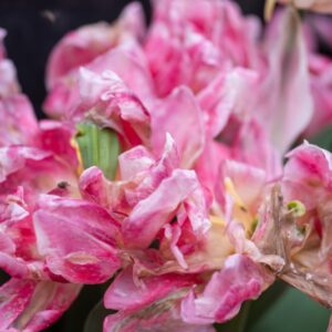 TULIPA FOXTROT, TULIPANO FOXTROT, GRUPPO DOPPIO, LILIACAEAE - 7583