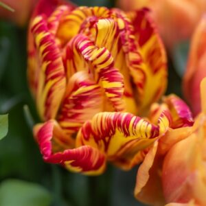 TULIPA FREEMAN, TULIPANO FREEMAN, GRUPPO DOPPIO, LILIACAEAE - 7586