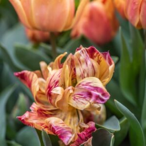 TULIPA FREEMAN, TULIPANO FREEMAN, GRUPPO DOPPIO, LILIACAEAE - 7588
