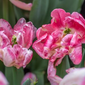 TULIPA FOXTROT, TULIPANO FOXTROT, GRUPPO DOPPIO, LILIACAEAE - 7584