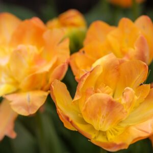 TULIPA GRANNY AWARD, TULIPANO GRANNY AWARD, GRUPPO DOPPIO, LILIACAEAE - 7590