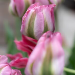 TULIPA GROENLAND, TULIPANO GROENLAND, GRUPPO VIRDIFLORA, LILIACAEAE - 7643