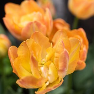 TULIPA GRANNY AWARD, TULIPANO GRANNY AWARD, GRUPPO DOPPIO, LILIACAEAE - 7591