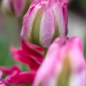 TULIPA GROENLAND, TULIPANO GROENLAND, GRUPPO VIRDIFLORA, LILIACAEAE - 7645