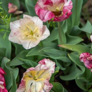 TULIPA HEMISPHERE, TULIPANO HEMISPHERE, GRUPPO TRIONFO, LILIACAEAE - 7470