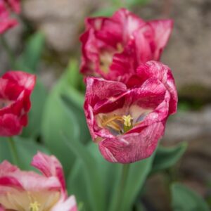 TULIPA HEMISPHERE, TULIPANO HEMISPHERE, GRUPPO TRIONFO, LILIACAEAE-7471