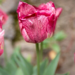 TULIPA HEMISPHERE, TULIPANO HEMISPHERE, GRUPPO TRIONFO, LILIACAEAE - 7472