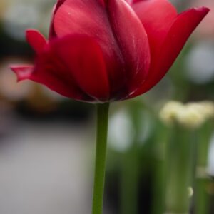 TULIPA ILE DE FRANCE, TULIPANO ILE DE FRANCE, GRUPPO FIOR DI GIGLIO, LILIACAEAE - 7633