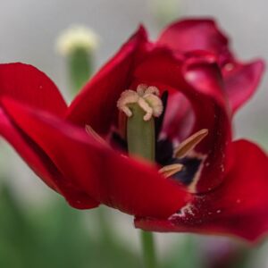 TULIPA ILE DE FRANCE, TULIPANO ILE DE FRANCE, GRUPPO FIOR DI GIGLIO, LILIACAEAE - 7632