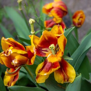 TULIPA KEES NELIS, TULIPANO KEES NELIS, GRUPPO TRIONFO, LILIACAEAE - 7463