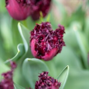 TULIPA LABRADOR, TULIPANO LABRADOR, GRUPPO CRISPA, LILIACAEAE - 7695
