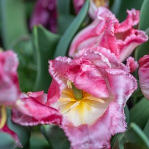 TULIPA LINGERIE, TULIPANO LINGERIE, GRUPPO CRISPA, LILIACAEAE - 7689