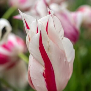 TULIPA MARILYN, TULIPANO MARILYN, GRUPPO FIOR DI GIGLIO, LILIACAEAE - 7670