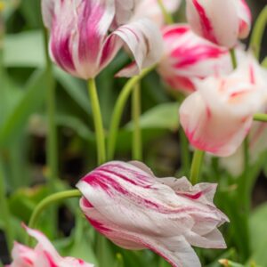 TULIPA MARILYN, TULIPANO MARILYN, GRUPPO FIOR DI GIGLIO, LILIACAEAE - 7672