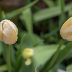TULIPA MAUREEN, TULIPANO MAUREEN, GRUPPO SINGOLO, LILIACAEAE - 7563
