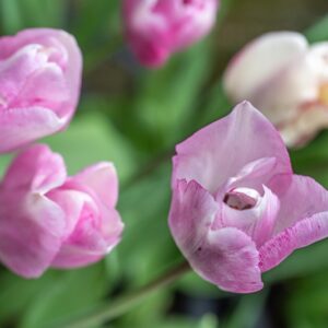 TULIPA MATA HARI, TULIPANO MATA HARI, GRUPPO SINGOLO, LILIACAEAE - 7566