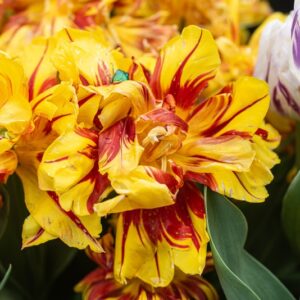 TULIPA MONSELLA, TULIPANO MONSELLA, GRUPPO DOPPIO, LILIACAEAE - 7593