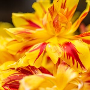 TULIPA MONSELLA, TULIPANO MONSELLA, GRUPPO DOPPIO, LILIACAEAE - 7594