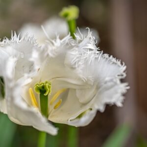 TULIPA MOON, TULIPANO MOON, GRUPPO CRISPA, LILIACAEAE - 7697