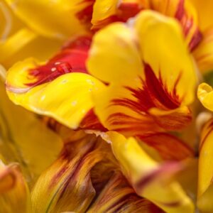TULIPA MONSELLA, TULIPANO MONSELLA, GRUPPO DOPPIO, LILIACAEAE - 7595
