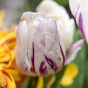 TULIPA MOUNT TACOMA, TULIPANO MOUNT TACOMA, GRUPPO DOPPIO, LILIACAEAE - 7598