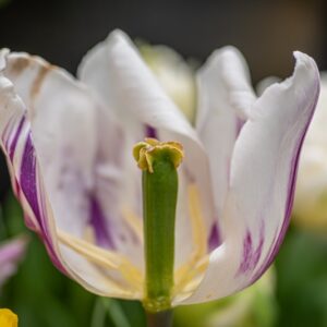 TULIPA MOUNT TACOMA, TULIPANO MOUNT TACOMA, GRUPPO DOPPIO, LILIACAEAE - 7597